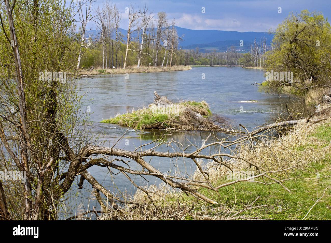 Naturschutzgebiet Isarmündung, Bayern, Deutschland Stockfoto