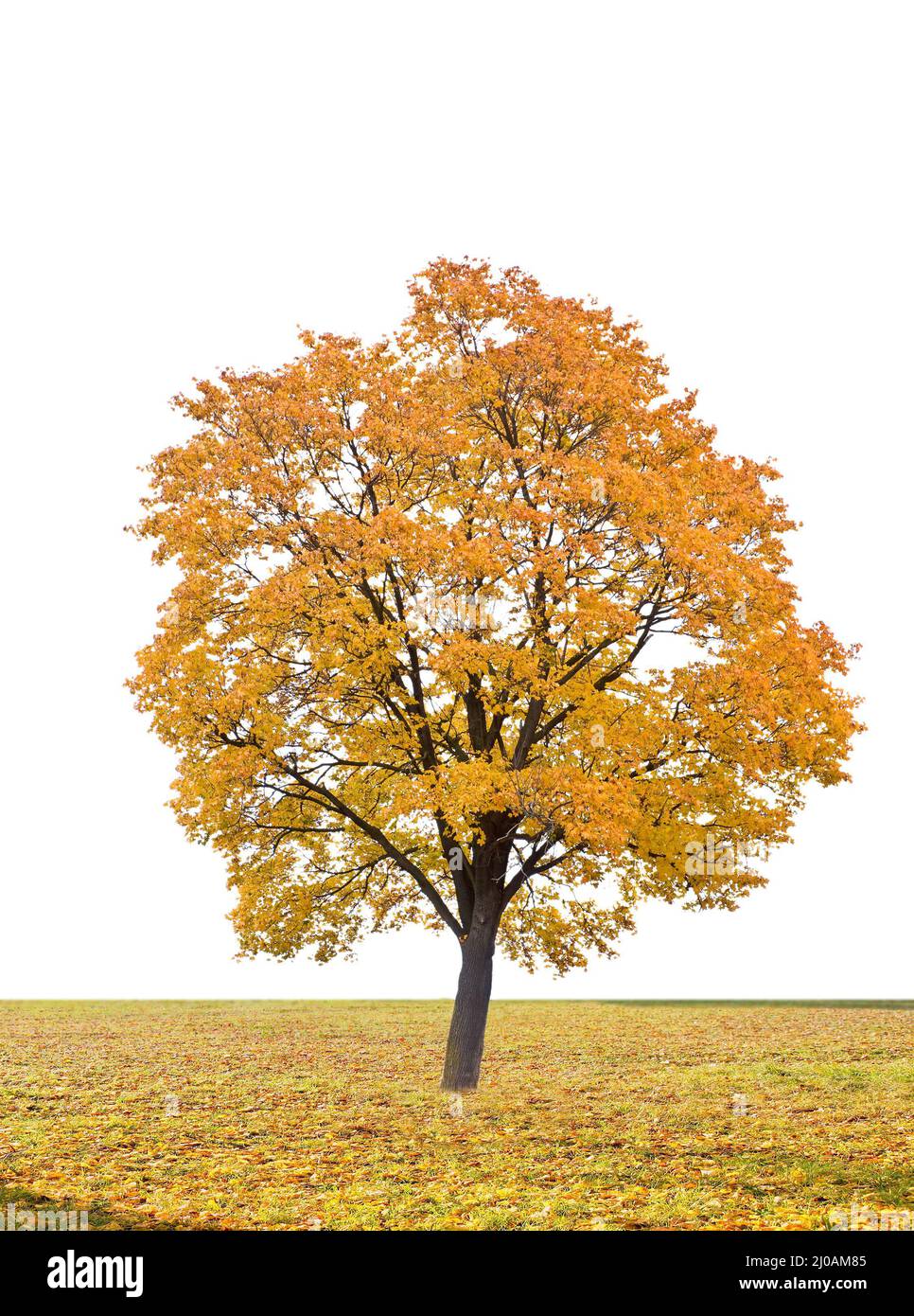 Herbstbaum auf weißem Hintergrund Stockfoto