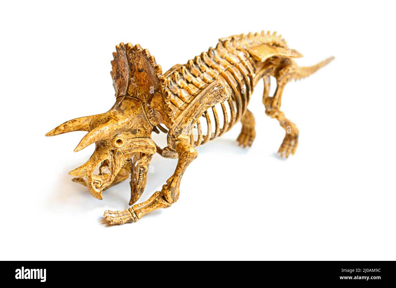 TREX-Skelett auf Weiß isoliert Stockfoto