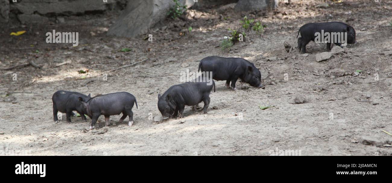 Wildschweine Stockfoto