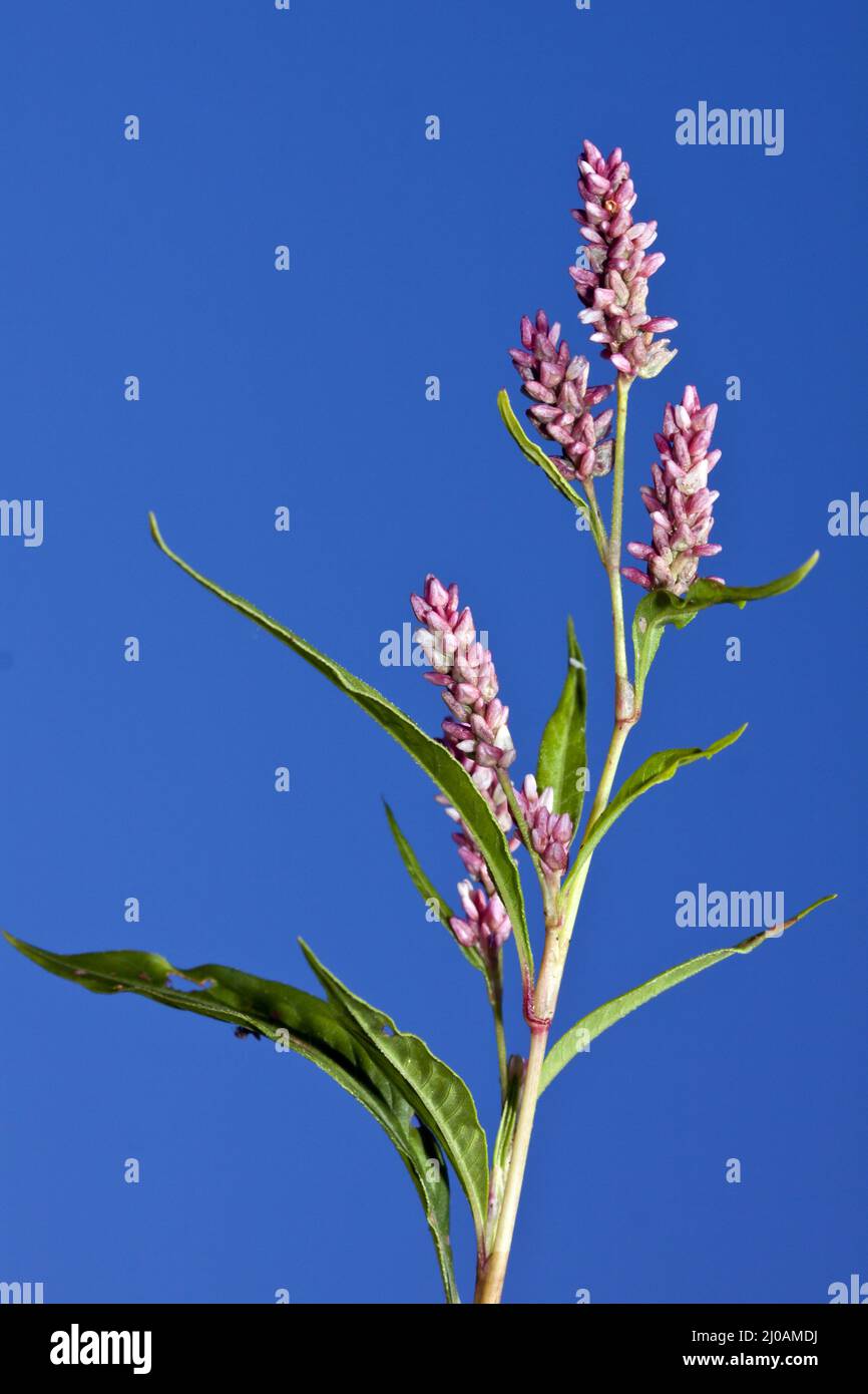 Persicaria lapathifolia, Polygonum lapathifolia, P Stockfoto