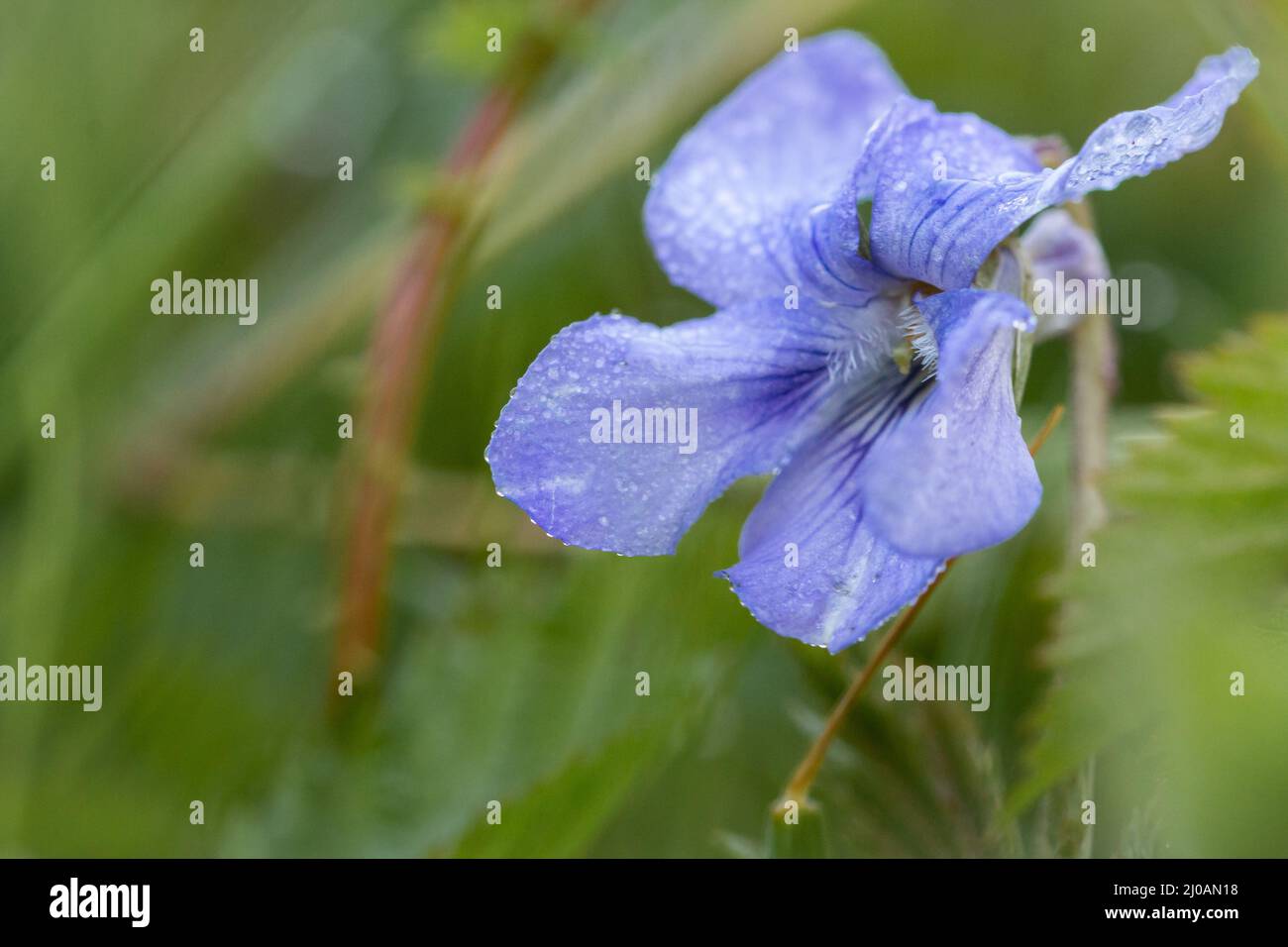 Im Norfolk-Wald bei Wayland Wood wächst eine violette Blume (Viola riviana) Stockfoto