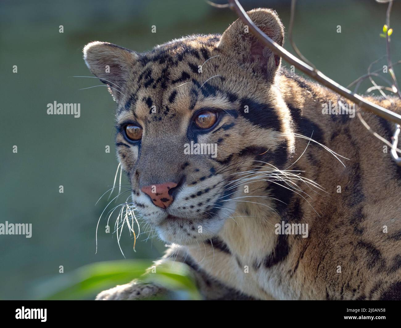 Männchen trübter Leopard Neofelis nebulosa Stockfoto