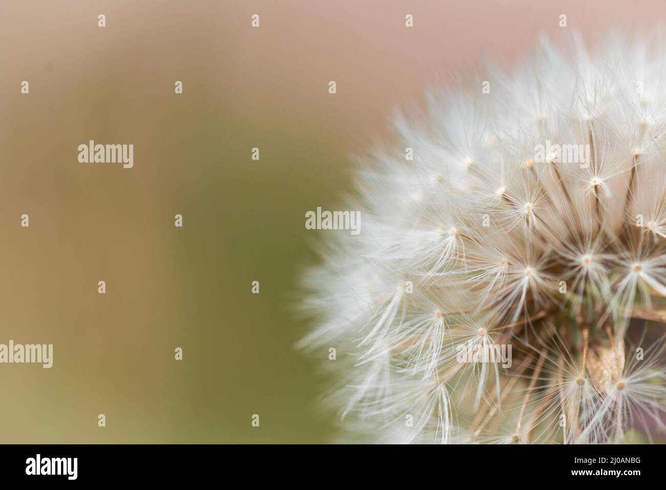 Die federleichten Samen des Löwinens (Taraxacum officinale) warten auf dem Samenkopf, bis eine Brise sie weit und breit in der Nähe von Watchet, West Somerset, ausbreitete Stockfoto