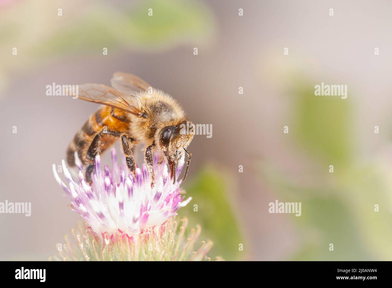 Die Bestäubung der Blumen bei Porlock Marsh ist eine Honigbiene (APIs mellifera) Stockfoto