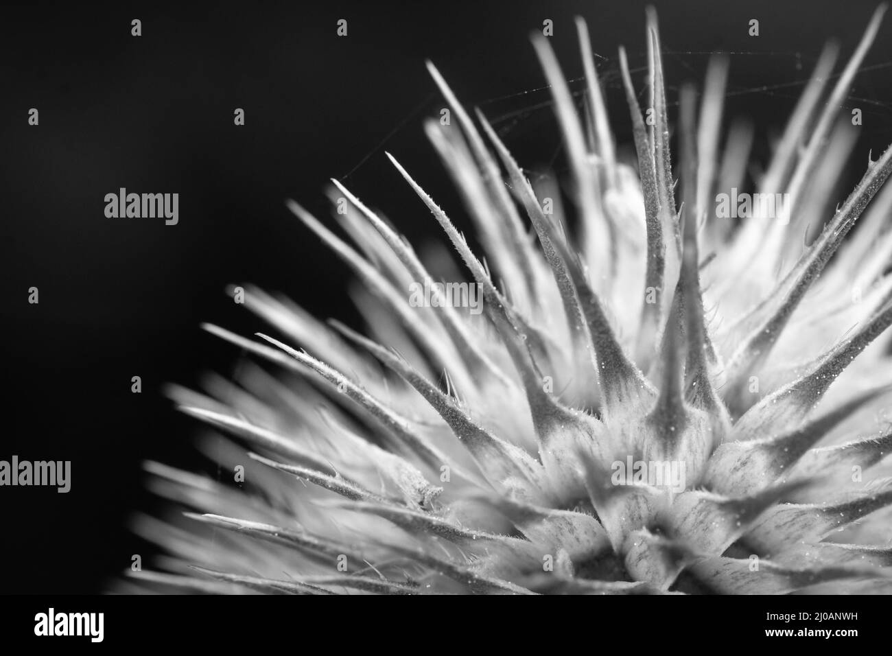 Ein schwarz-weißes Bild einer Teaselblume (Dipascus fullonum), die in der Nähe der Küste bei Porlock in Somerset wächst Stockfoto