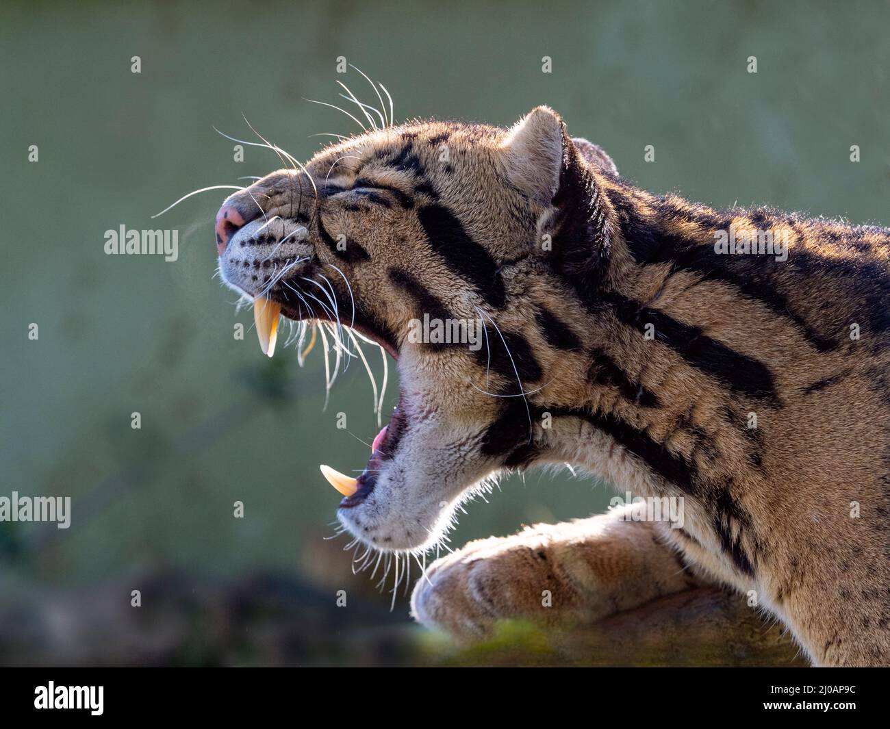 Männchen trübter Leopard Neofelis nebulosa gähnend Stockfoto