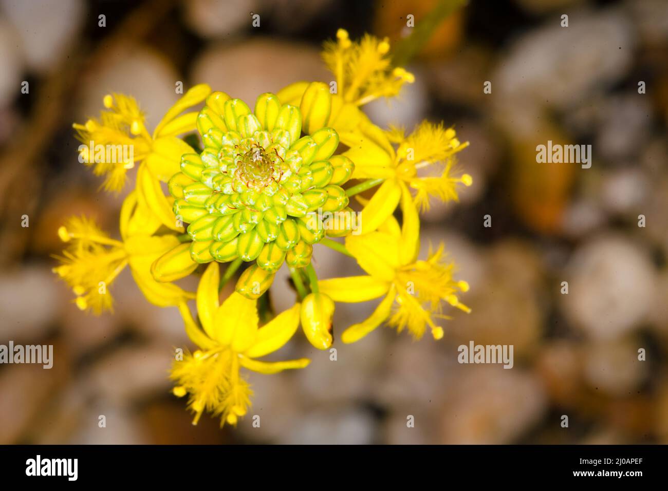 Verschlungene gelbe Blume Stockfoto