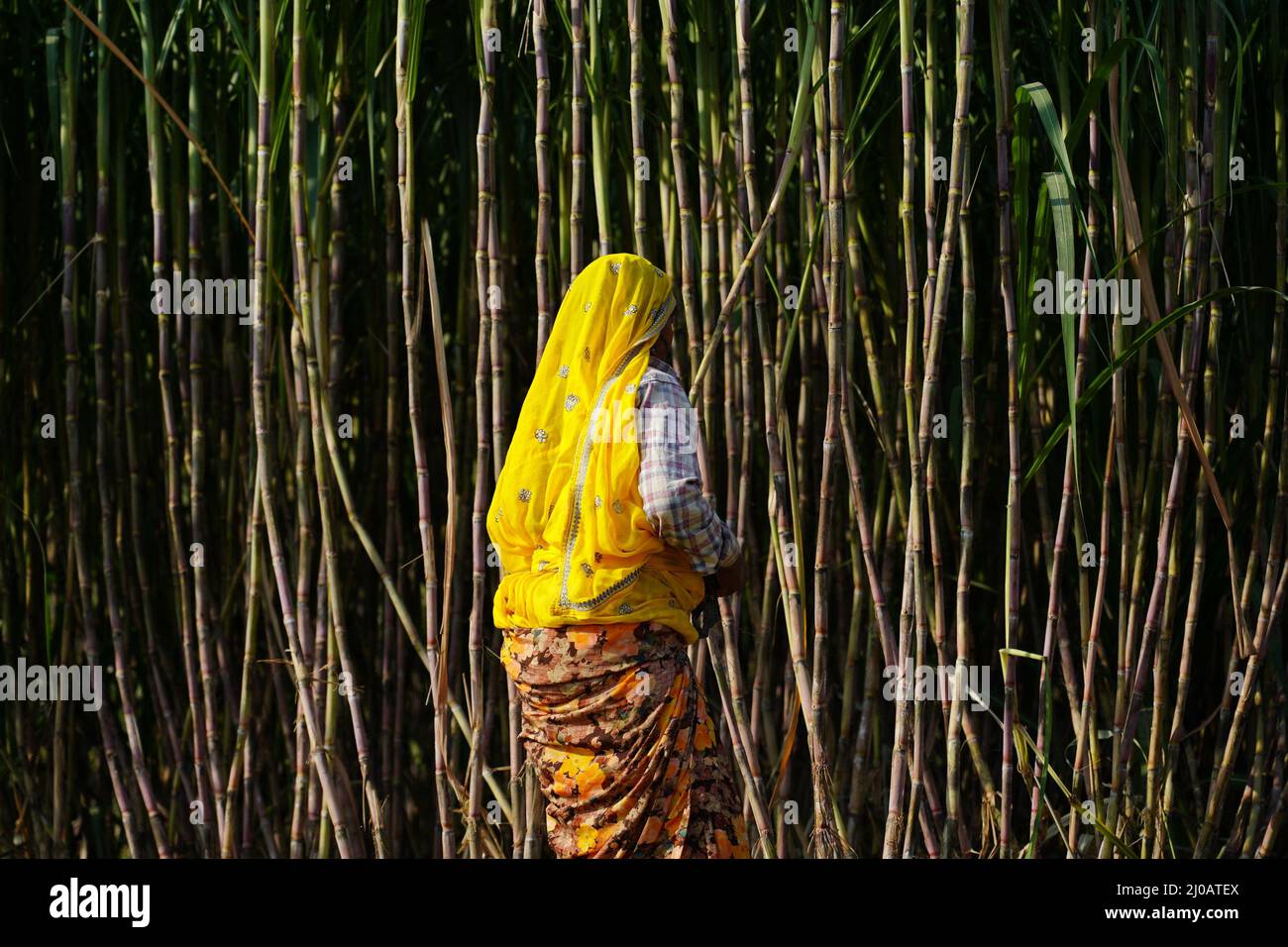 Indische Bauern ernten am 03. November 2021 auf dem Feld im Dorf Ajmer, Rajasthan, Indien, Zuckerrohr. Foto von ABACAPRESS.COM Stockfoto