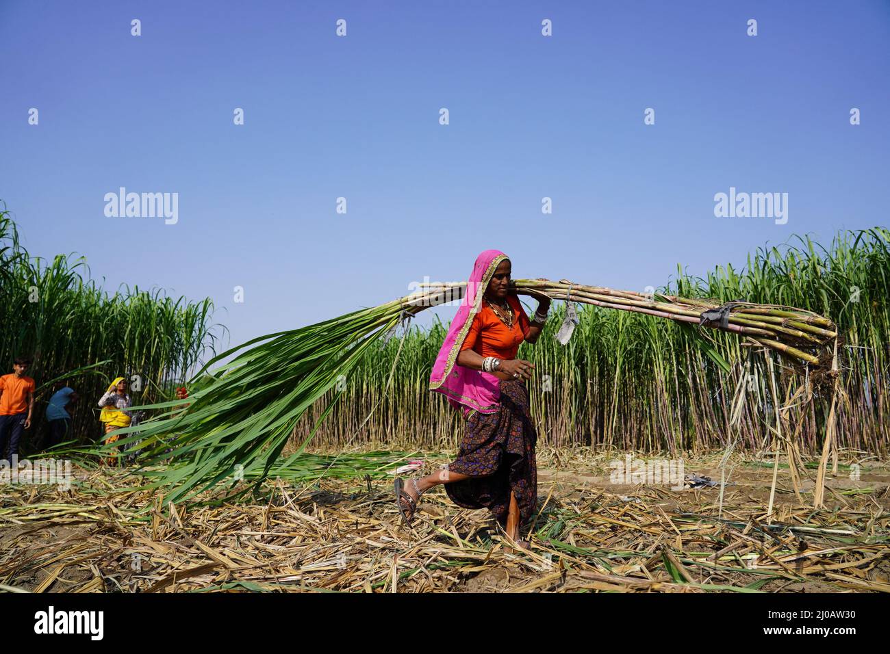 Indische Bauern ernten am 03. November 2021 auf dem Feld im Dorf Ajmer, Rajasthan, Indien, Zuckerrohr. Foto von ABACAPRESS.COM Stockfoto