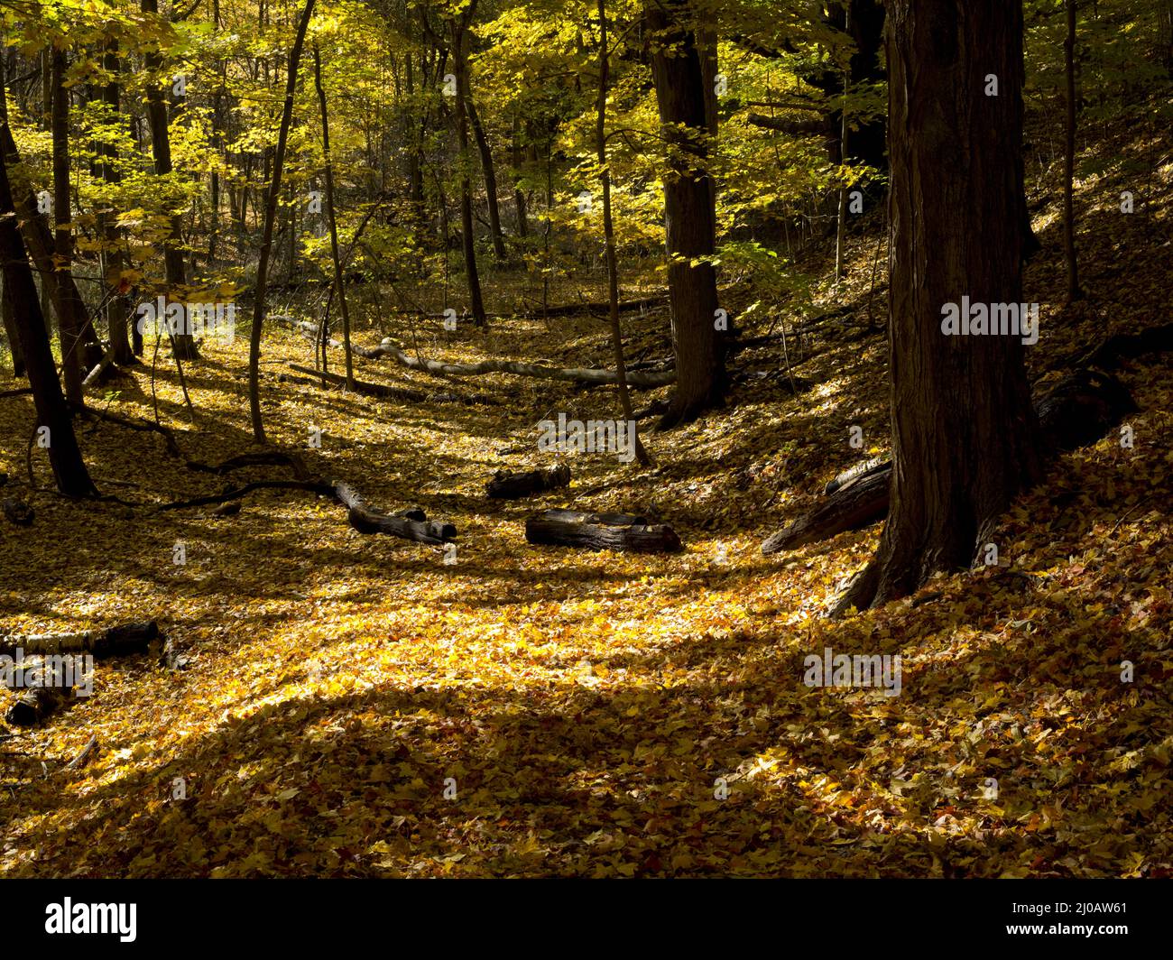 Herbstwald mit einem Sonnenstrahl Stockfoto