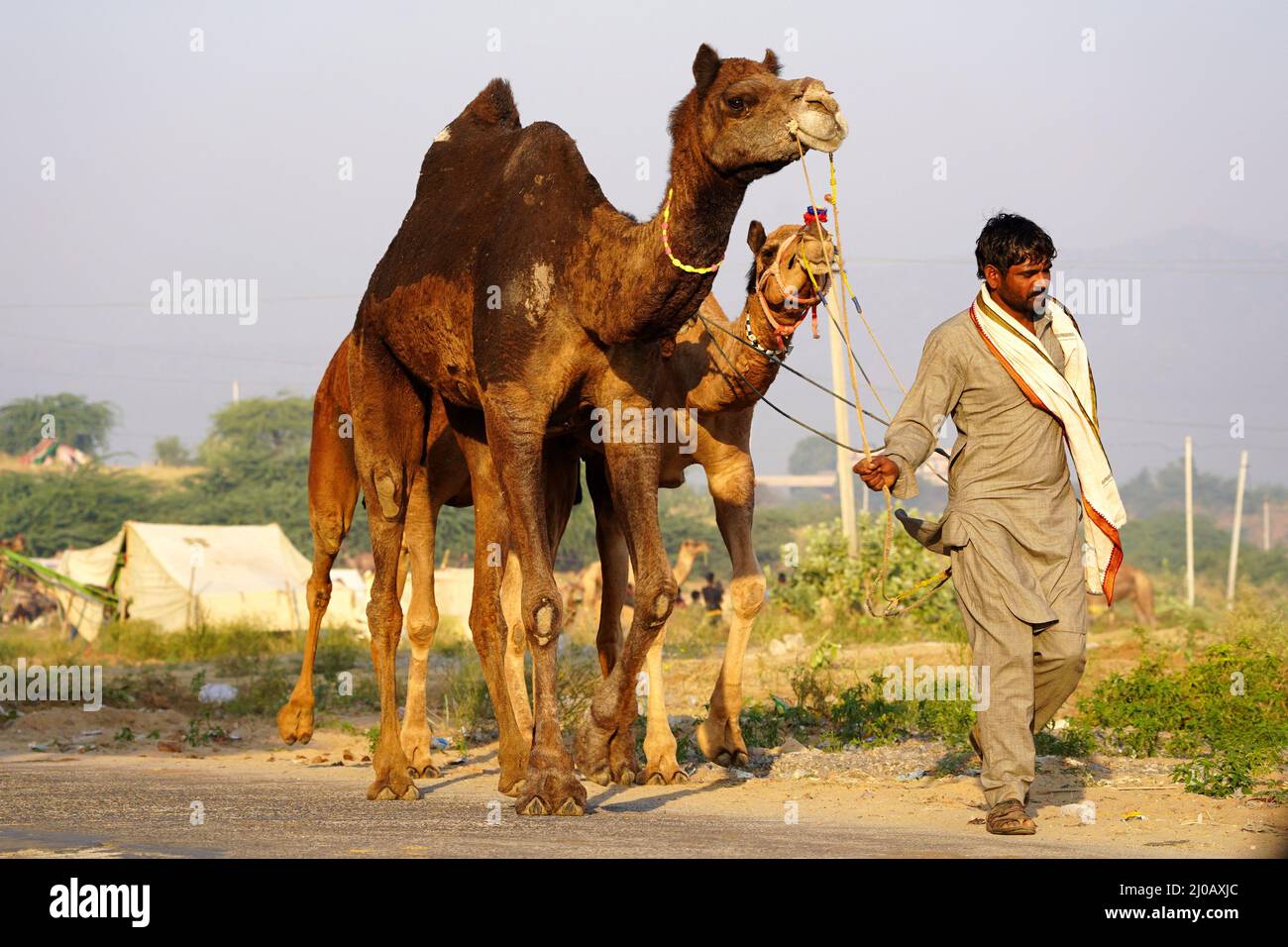 Eine indische Kamele vor der jährlichen Pushkar Kamel Messe in Pushkar, Rajasthan, Indien am 4. November 2021. Tausende Viehhändler aus der Region kommen zum traditionellen Kamelmarkt, wo Vieh, hauptsächlich Kamele, gehandelt wird. Die jährliche Kamel- und Viehmesse ist eine der größten Kamelmessen der Welt. Stockfoto