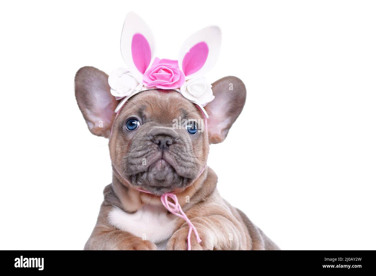 Osterhase Französisch Bulldog Hund Welpen trägt florale Kaninchen Ohren Stirnband Stockfoto