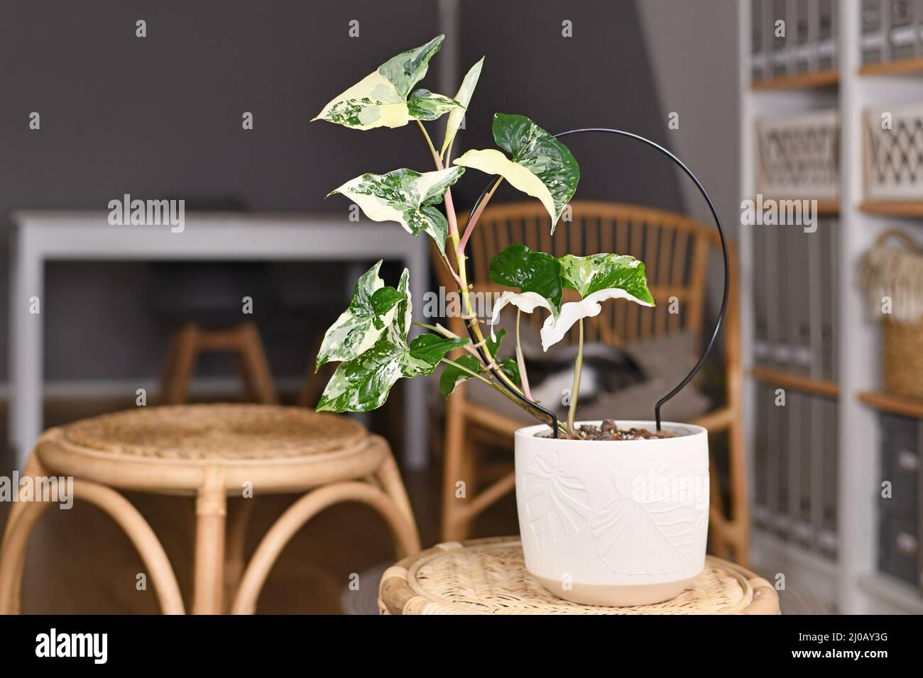 Getopfte exotische 'Syngonium Podophyllum Variegata'-Zimmerpflanze mit weißen Flecken im Blumentopf auf dem Tisch im Wohnzimmer mit Kopierfläche Stockfoto