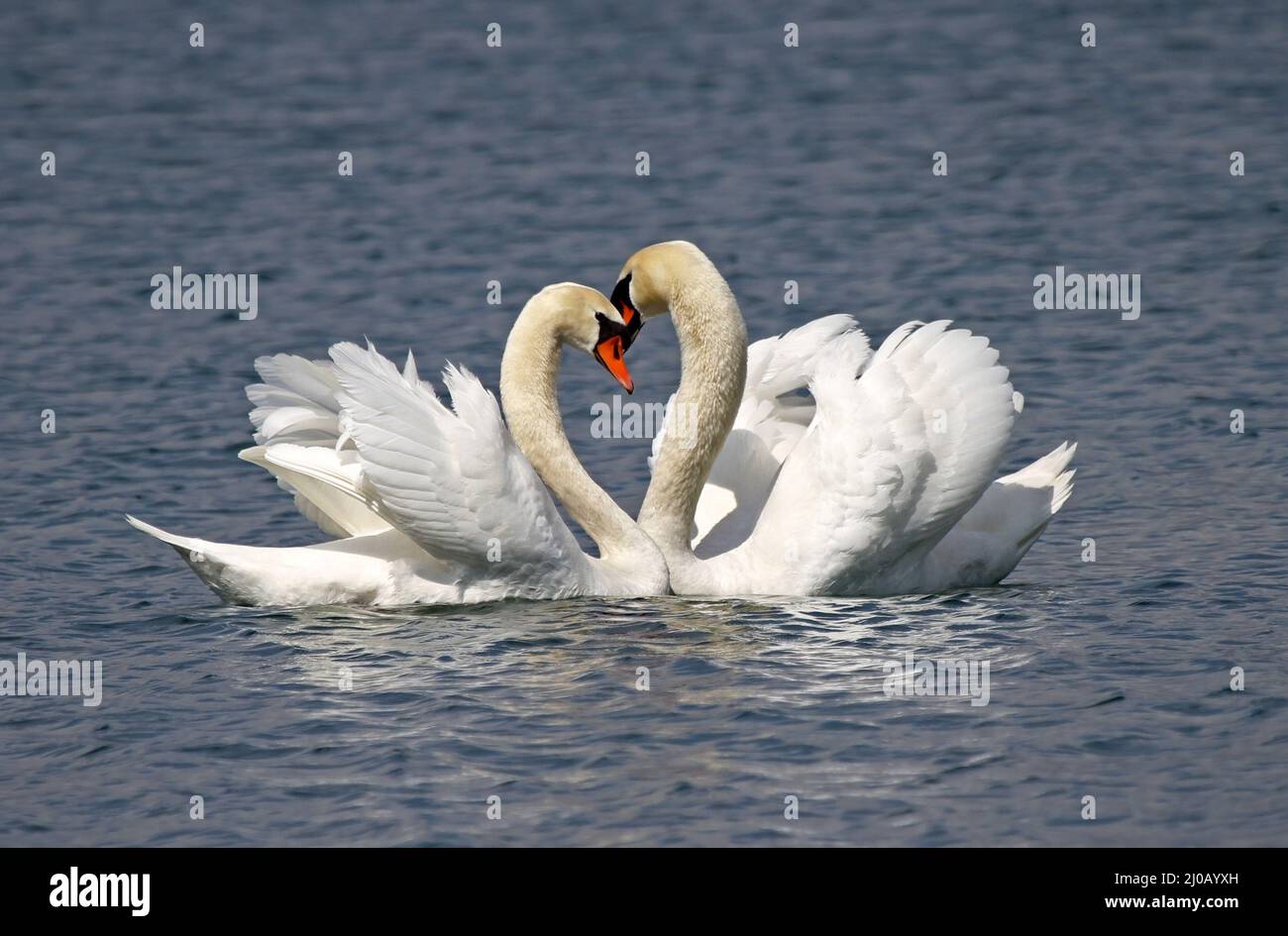 Swan Stockfoto