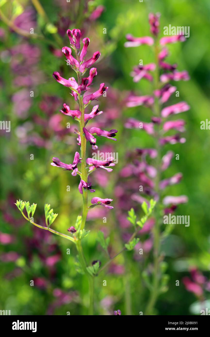 Fumaria officinalis, gewöhnlicher Fumatory, Erdrauch Stockfoto