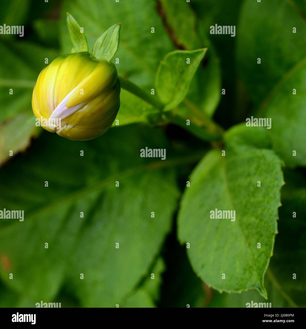 Die Knospe der gelben Dahlie Blüte über Bloom Stockfoto