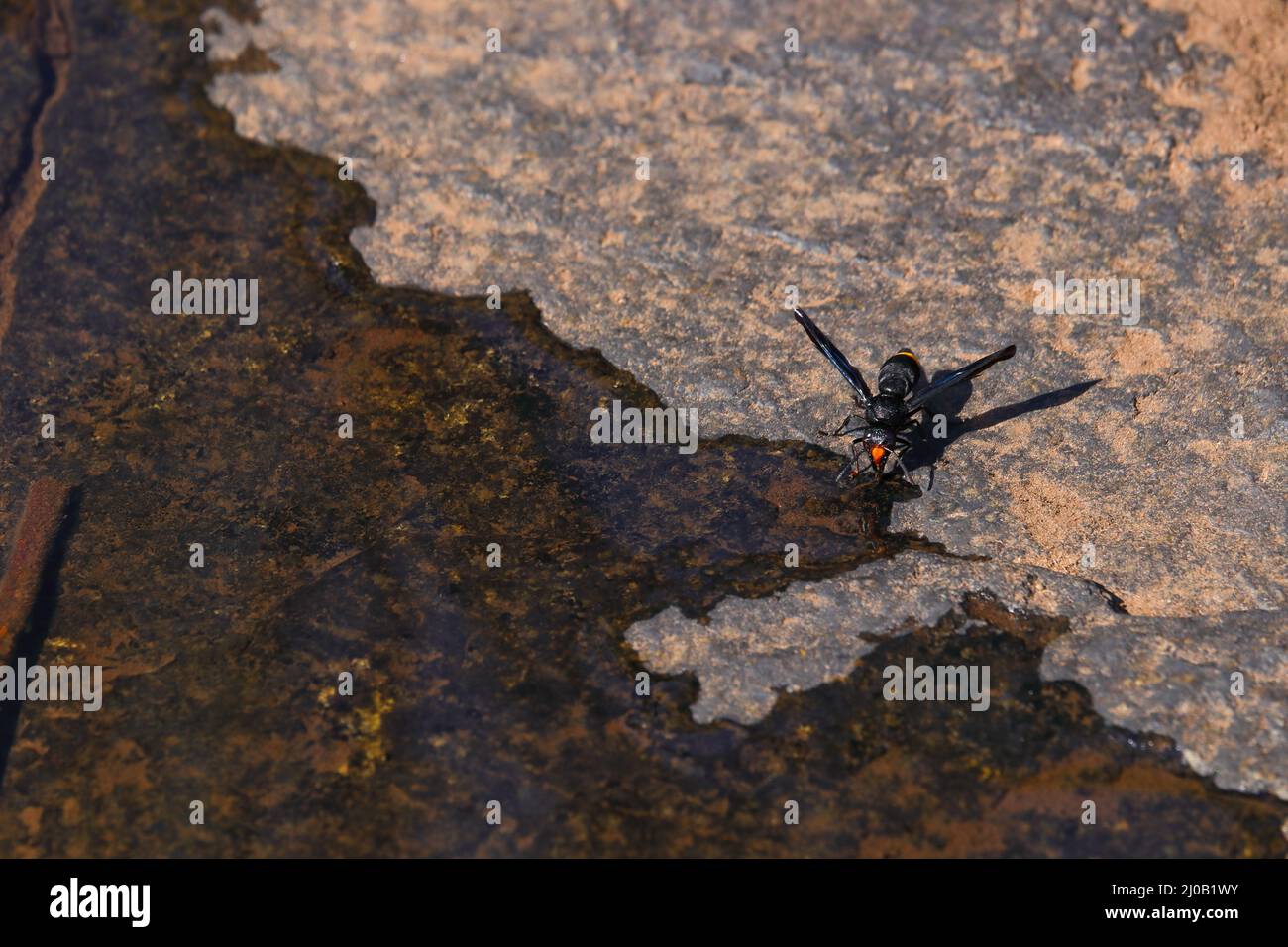 Orangener Schwanz Potter Wasp Trinken (Synagris analis) Stockfoto