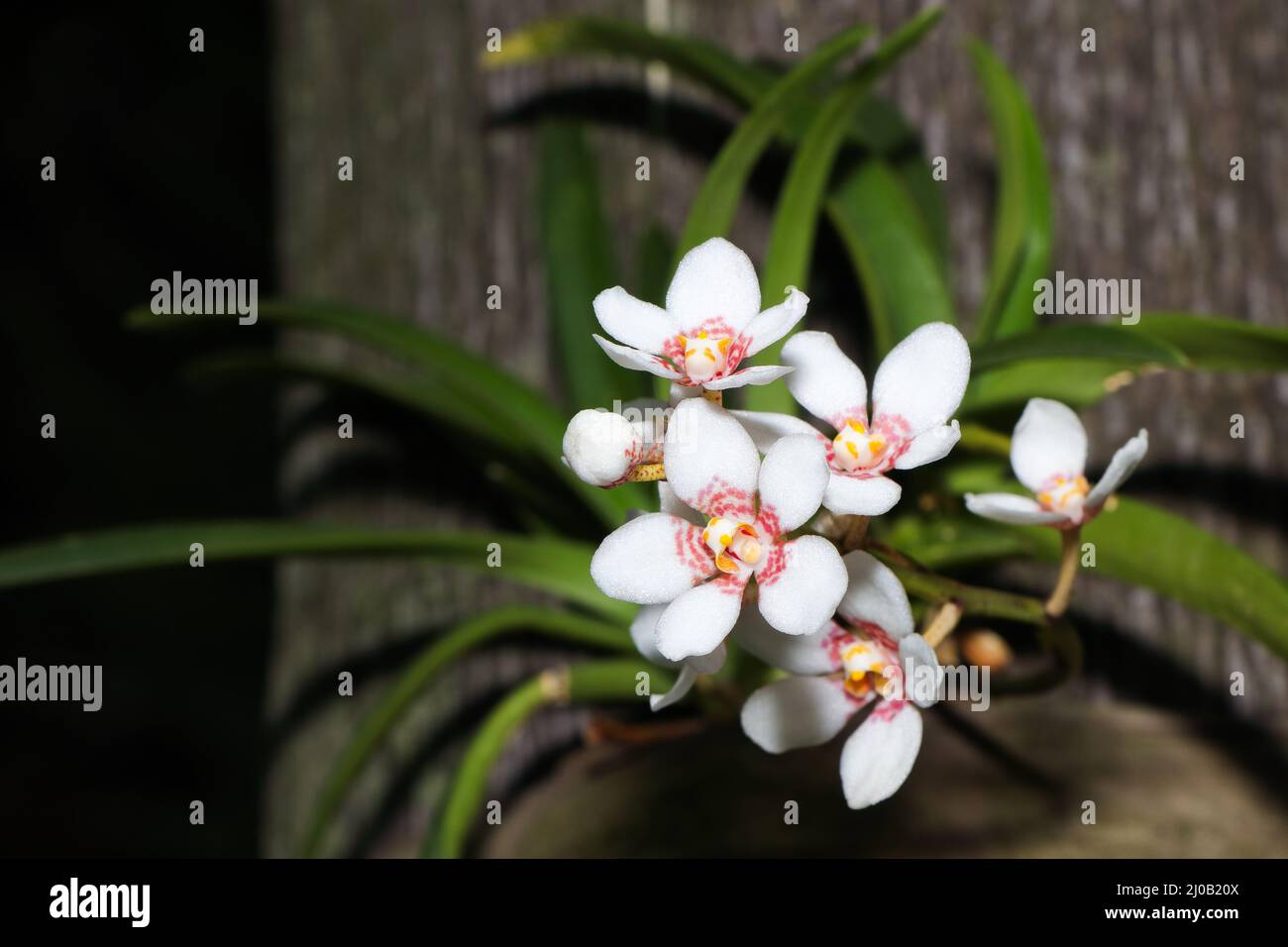 Kleine weiße blühende Orchidee auf Palmenbaum (Vanda sp.) Stockfoto