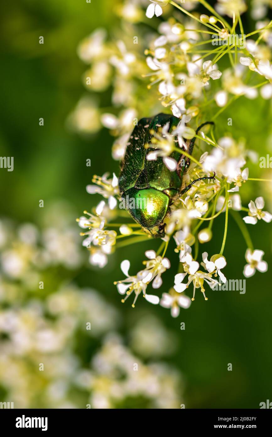 Nahaufnahme von grünem Rosenchafer, auch bekannt als Cetonia aurata, in einem blühenden Kirschbaumzweig Stockfoto
