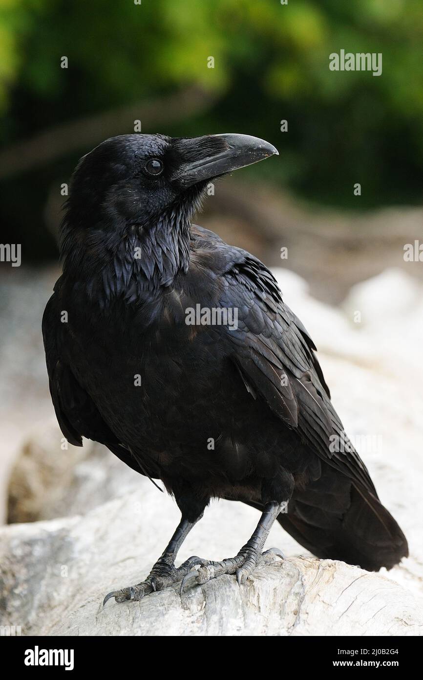 Raven Stockfoto