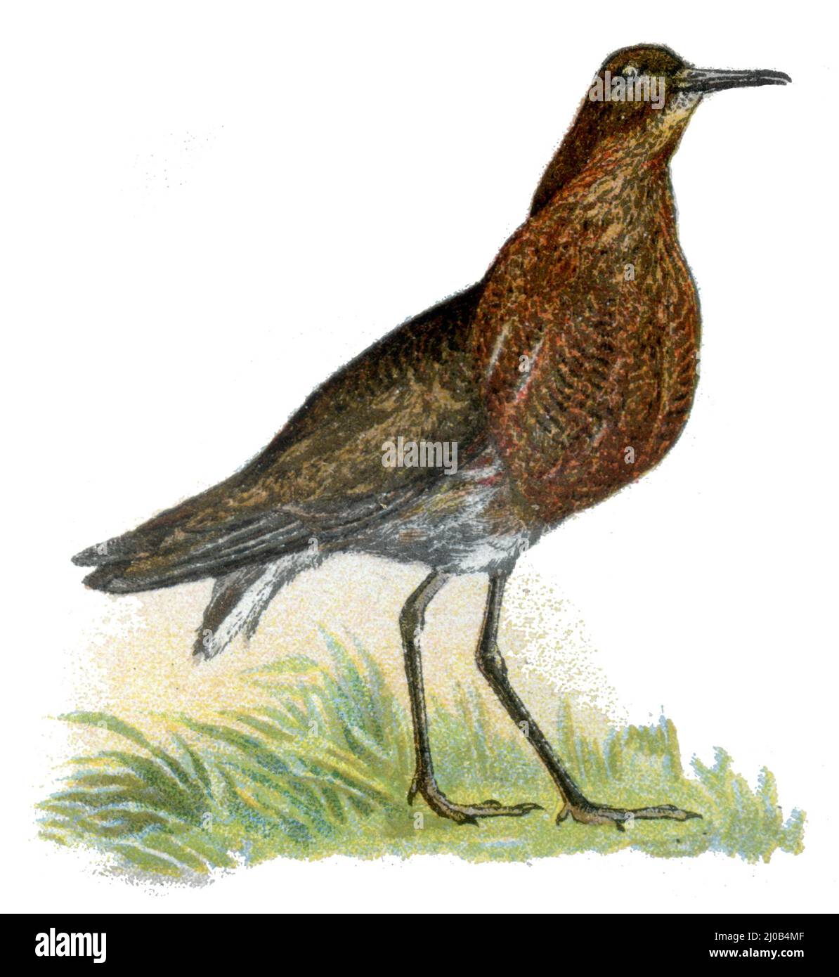 ruff Calidris pugnax, SYN.: Philomachus pugnax, (Zoologie Buch, 1913), Kampflüfer Stockfoto