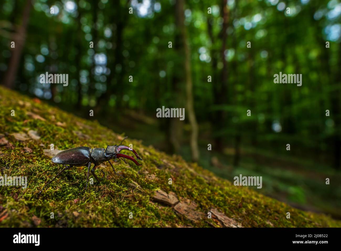 Europäischer Hirschkäfer - Lucanus cervius, schöner großer, ikonischer Käfer aus europäischen Wäldern und Wäldern, Zlin, Tschechische Republik. Stockfoto