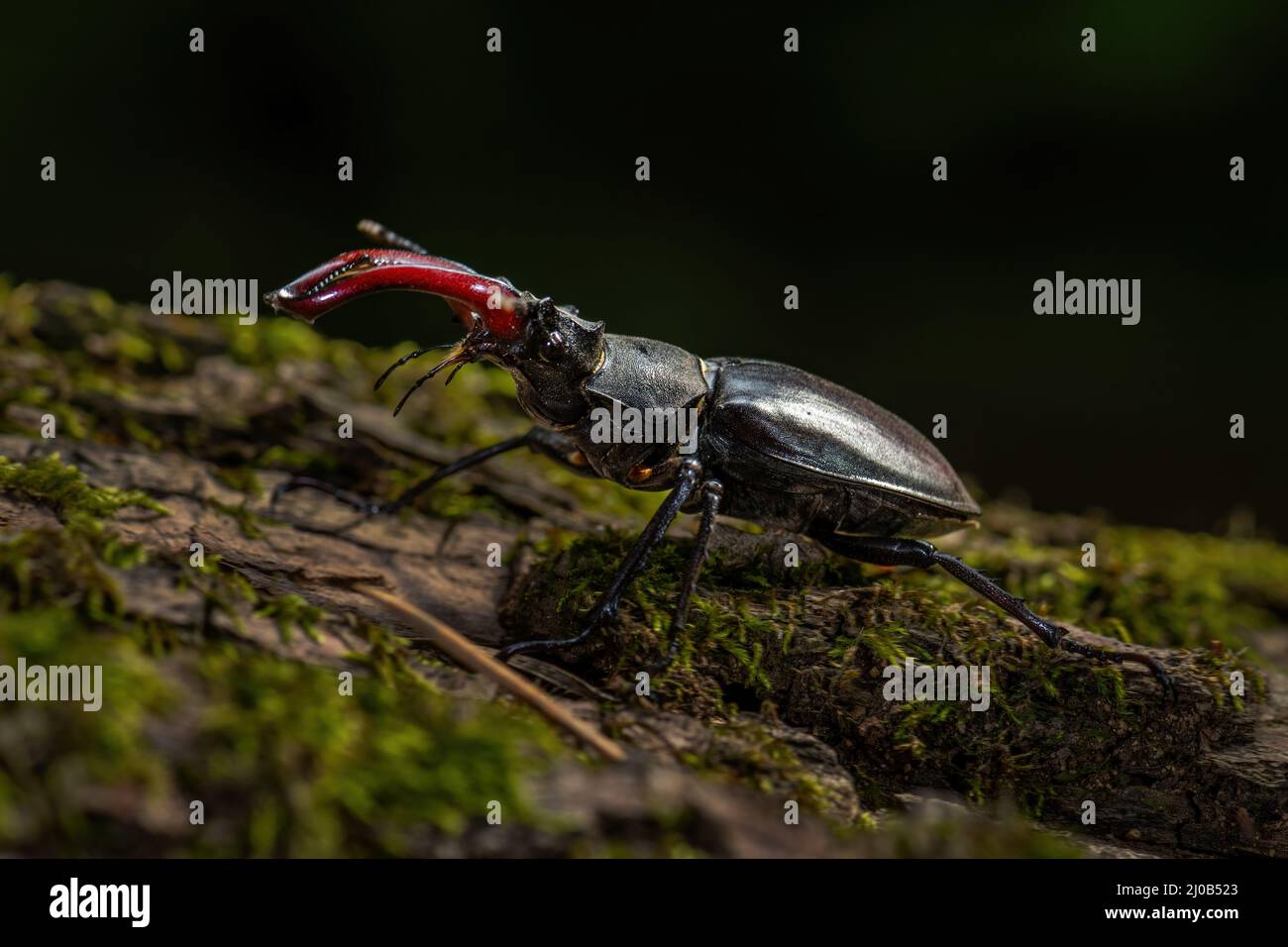 Europäischer Hirschkäfer - Lucanus cervius, schöner großer, ikonischer Käfer aus europäischen Wäldern und Wäldern, Zlin, Tschechische Republik. Stockfoto