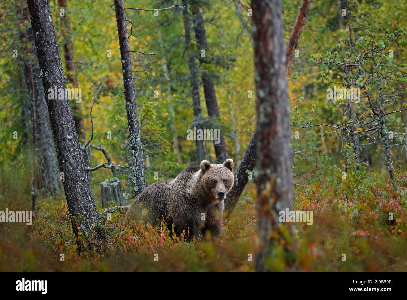 Bär versteckt in gelbem Wald. Herbstbäume mit Bär. Schöner Braunbär, der um den See herumläuft, Herbstfarben. Großes gefährliches Tier im Lebensraum. Wildtiere s Stockfoto