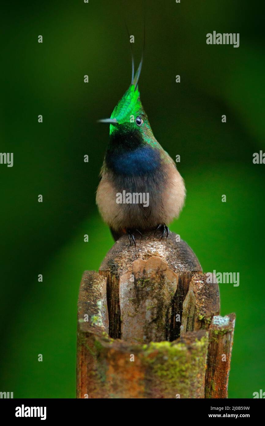 Schöner Vogel mit Kamm, im grünen Tropenwald, Sumaco, Ecuador. Vogelbeobachtung in Südamerika. Drahtsura popela Stockfoto