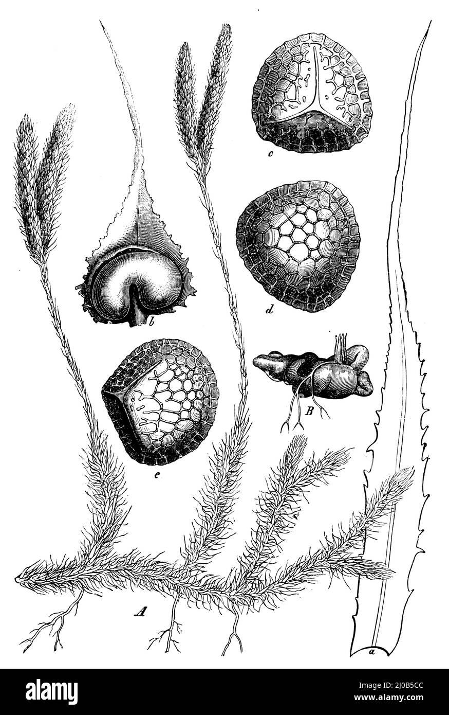 keulmoos, Ein Zweig in natürlicher Größe, ein Blatt, vergrößert, b Karpell mit offenem Sporangium, vergrößert, c-e Sporen 900-mal vergrößert, e-Apex-Ansicht, d-Basisansicht, e Hälfte von der Seite betrachtet, In allen drei Zahlen die Marge im optischen Durchschnitt.B Prothallium mit jungen Pflanzchen von Lycopodium annotinum.B Prothallium mit jungen Pflanzchen von Lycopodium annotinum., Lycopodium clavatum, (Botanikbuch, ca. 1900), Keulen-Bärlapp, A Ast in natürlicher Größe, a Blatt, vergrößert, b Fruchtblatt mit öffnetem Sporangium, vergrößert, c-e Sporen in 900facher Vergrößerung, e Scheitelansicht, d Ansicht der Grundlä Stockfoto