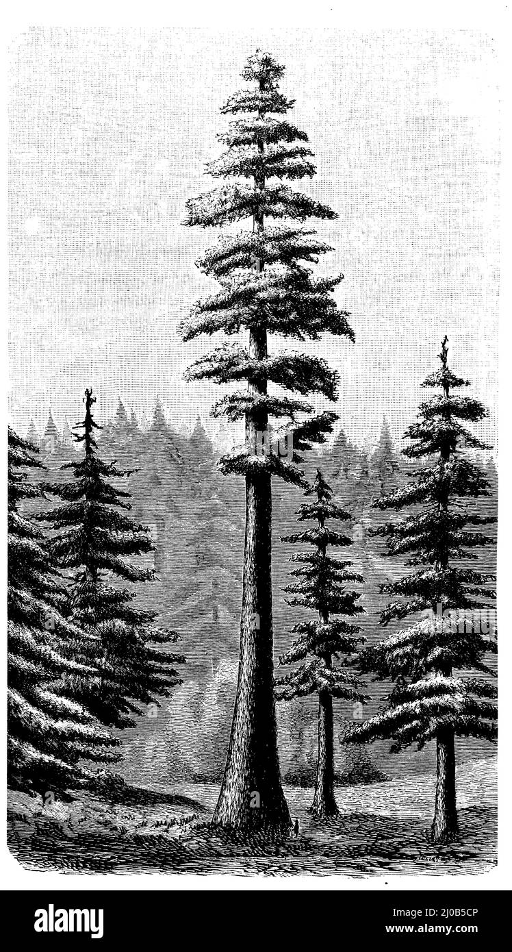 , Gruppe aus dem Yosemite Valley in Kalifornien, Sequoiadendron giganteum SYN. Sequoia gigantea, (Botanikbuch, ca. 1900), Riesenmammutbaum, Gruppe aus dem Yosemite-Tal in Kalifornien, séquoia GÉANT, Groupe de la vallée de Yosemite en Californie Stockfoto