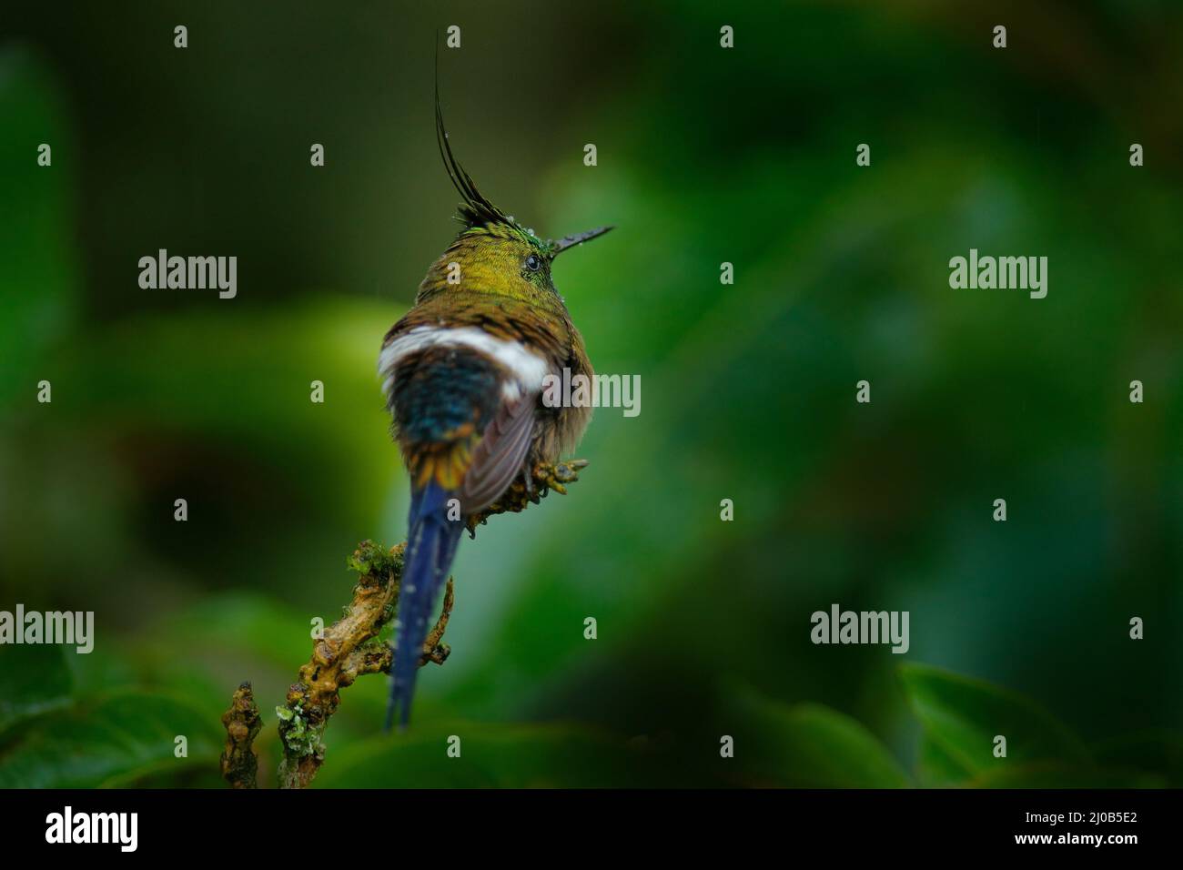 Wildtiere Ecuador. Drahtrand-Kammschwanz, Discosura popelairii, Kolibri aus Kolumbien, Ecuador und Peru. Schöner Vogel mit Wappen, sitzt in der Stockfoto