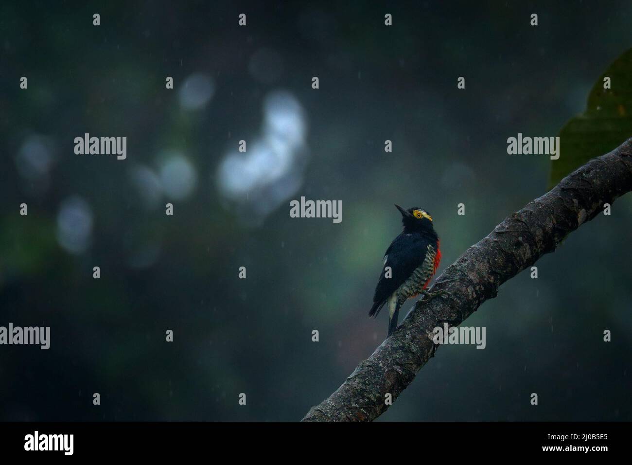 Gelbtuftspecht, Melanerpes cruentatus, sitzt auf dem Baumzweig im dunklen Dschungelwald, Sumaco in Ecuador. Vogelbeobachtung in Südamerika. W Stockfoto