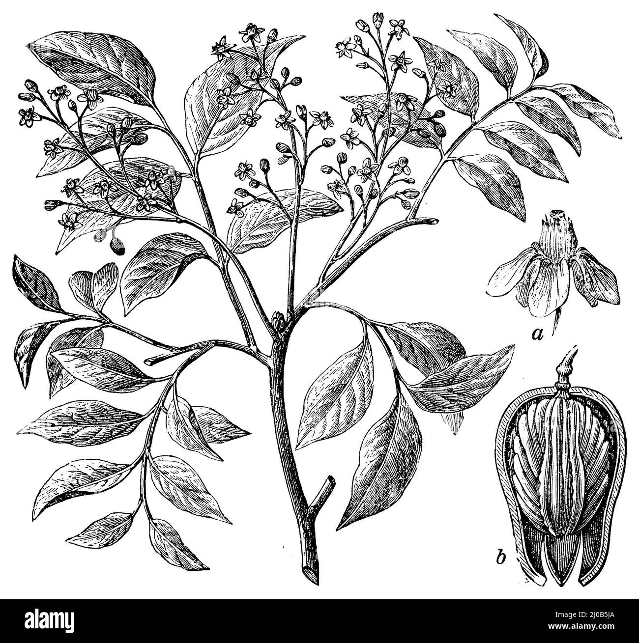 Amerikanisches Mahagoni, eine Blume, b Frucht durchgeschnitten, Swietenia mahagoni, (, ), Westindisches Mahagoni, A Blüte, b Frucht durchgeschnitten, acajou d'Amériqu, a Fleur, b fruit coupé en deux Stockfoto