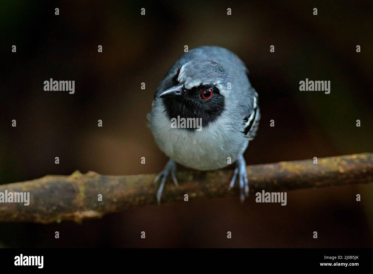 Schwarzgesichtige Antbird, Myrmoborus myotherinus, grauschwarzer Vogel im Naturwaldhabitat, Sumaco, Ecuador. Ameisenbier sitzt auf dem Ast in tropischer Mo Stockfoto