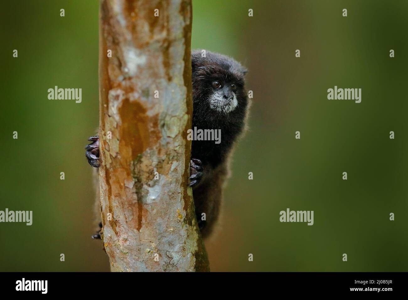 Tamarin-Affen aus dem Sumaco-Nationalpark in Ecuador. Wildlife-Szene aus der Natur. Tamarin sitzt auf dem Baumzweig im tropischen Dschungel f Stockfoto