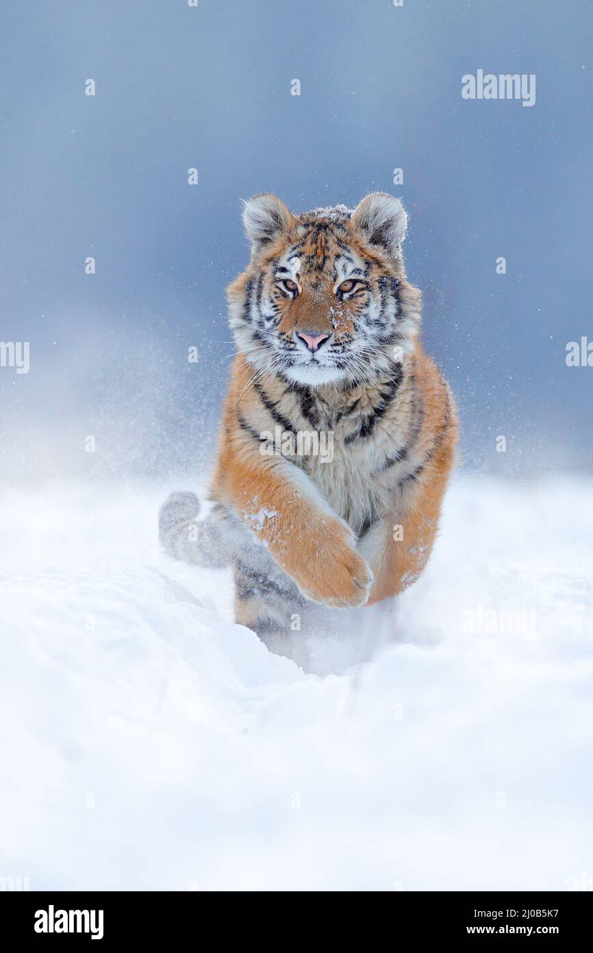 Tiger, kalter Winter in der Taiga, Russland. Schneeflocken mit wilder Amur-Katze. Tiger Schnee laufen in wilden Winter Natur. Sibirischer Tiger, Panthera tigris altaica. A Stockfoto