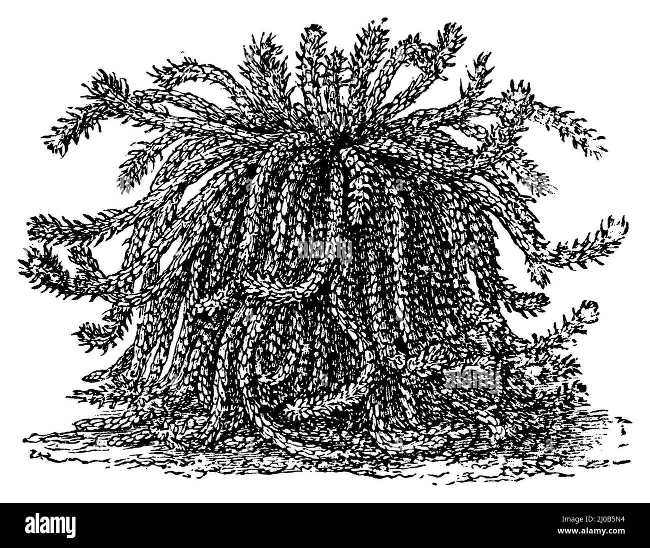 Medusenkopf, Ephorbia caput-medusae, (, ), Medusenhaupt, Die Wasserpfauenschnecken Stockfoto