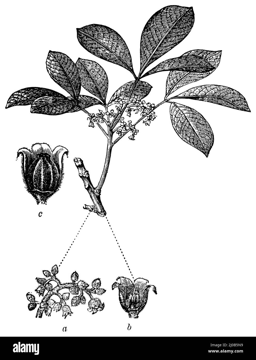 kentia palme zimmerpflanze Groe Kentiapalme  Green Me Up