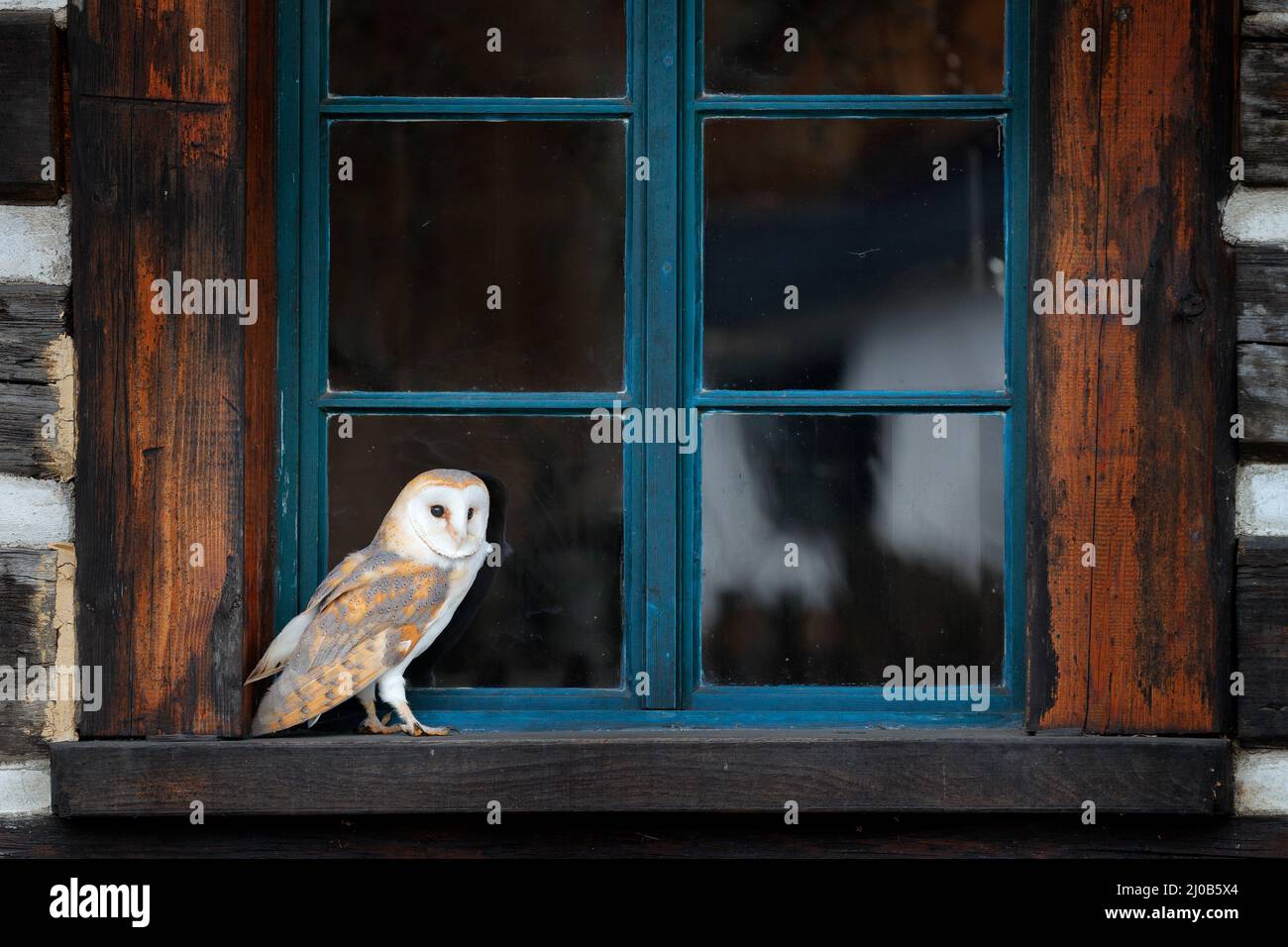 Scheune Eule sitzt auf einem Holzzaun vor dem Landhaus, Vogel im städtischen Lebensraum, Schubkarre an der Wand, Tschechische Republik. Wilder Winter und Schnee wi Stockfoto