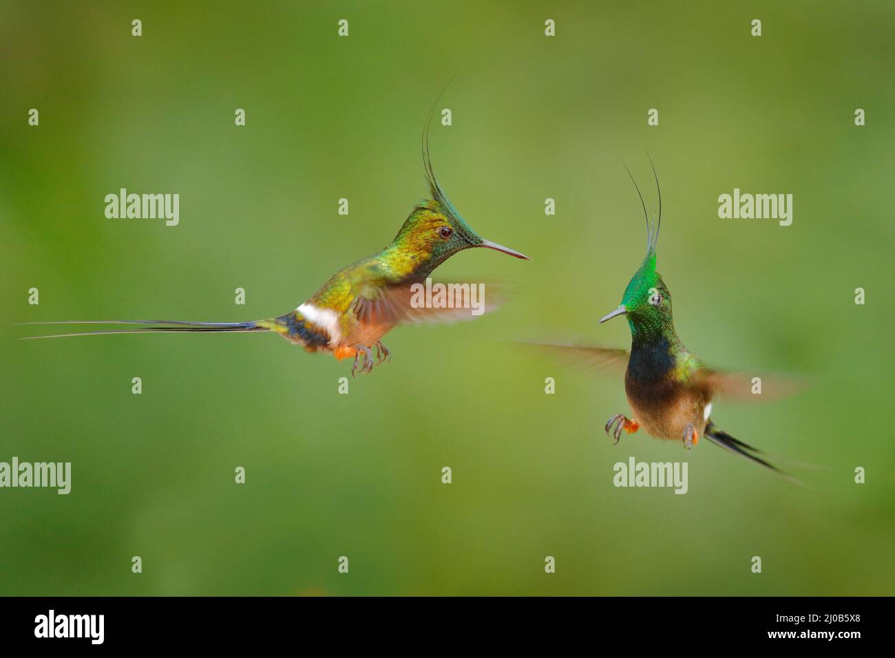 Wildtiere Ecuador. Drahtrand-Kammschwanz, Discosura popelairii, Kolibri aus Kolumbien, Ecuador und Peru. Schöner Vogel mit Wappen, sitzt in der Stockfoto