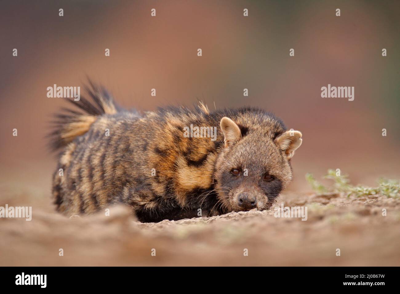 Civet, Civettictis Civetta, in der Wüste, Mana Pools NP, Simbabwe, Afrika. Schönes Tier, Jagd in der Nacht. Afrikanische Zibetkatze, Wildtierszene aus Stockfoto