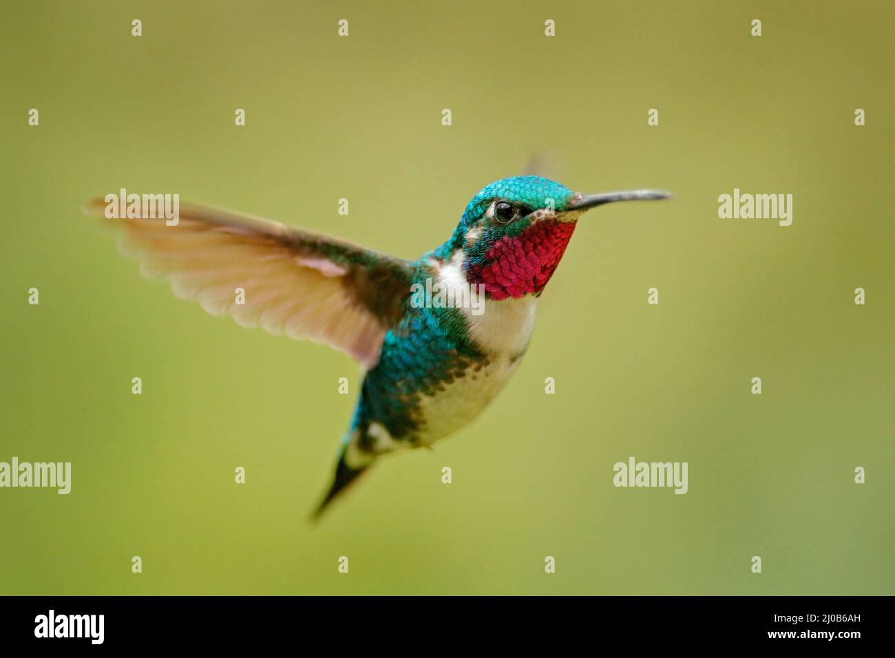 Fliege Detail, bewegliche Flügel. Weißbauchiger Woodstar, Kolibri mit klarem grünen Hintergrund. Vogel aus Tandayapa, Ecuador. Fliegender Kolibri in Tropica Stockfoto