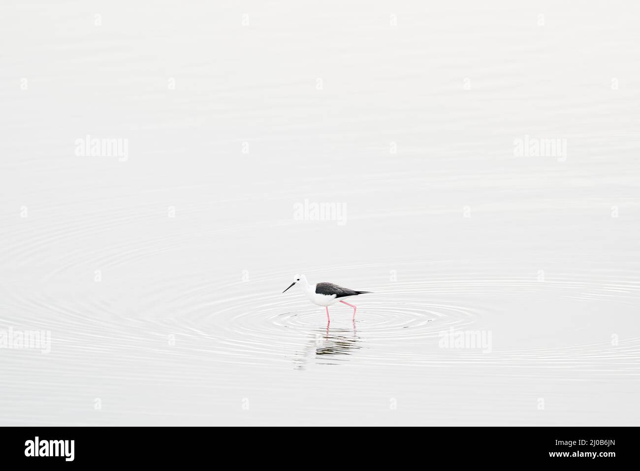 Vogel, Kunstblick auf die Natur. Schwarzflügelstelze, Himantopus himantopus, weit verbreiteter, sehr langbeiniger Wattwader. Schwarz-weißer Vogel mit rotem Bein in t Stockfoto