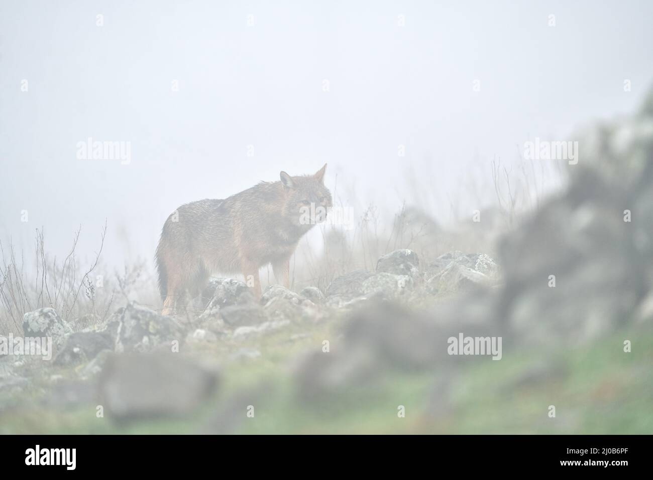 Jackal im Nebel. Bulgarien Tierwelt, Balkan in Europa. Goldschakal, Canis aureus, Fütterungsszene auf Wiese, östliche Rhodopen. Verhalten von wilden Hunden Szene i Stockfoto