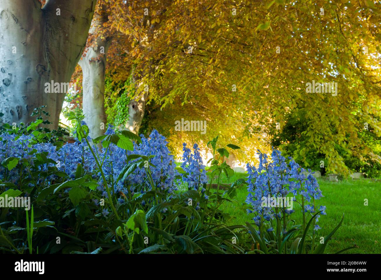Bluebells in Southwick, West Sussex, England. Stockfoto