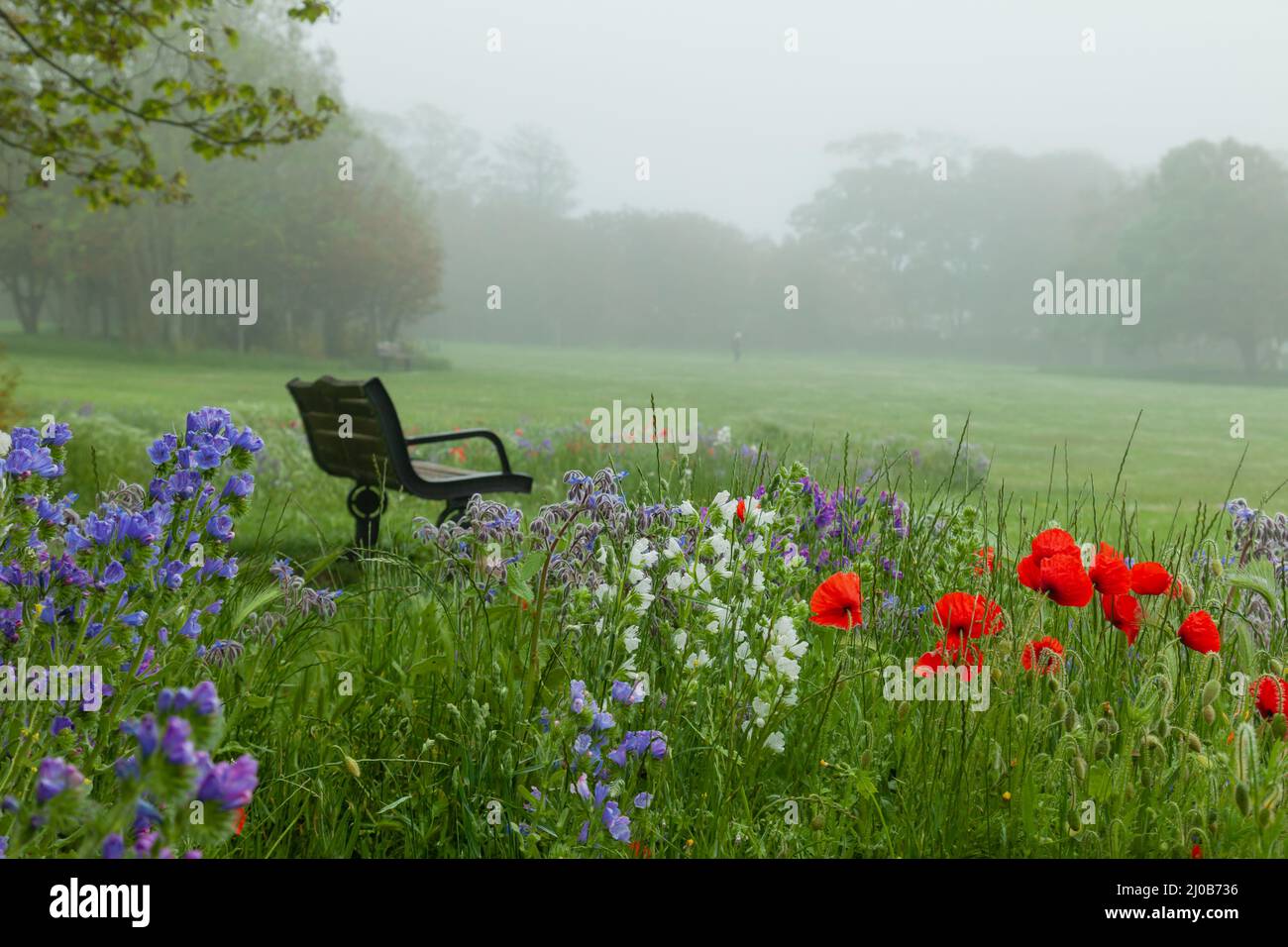 Nebliger Frühlingsmorgen im Buckingham Park, West Sussex, England. Stockfoto