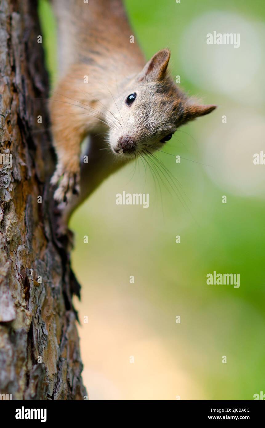Eichhörnchen Stockfoto