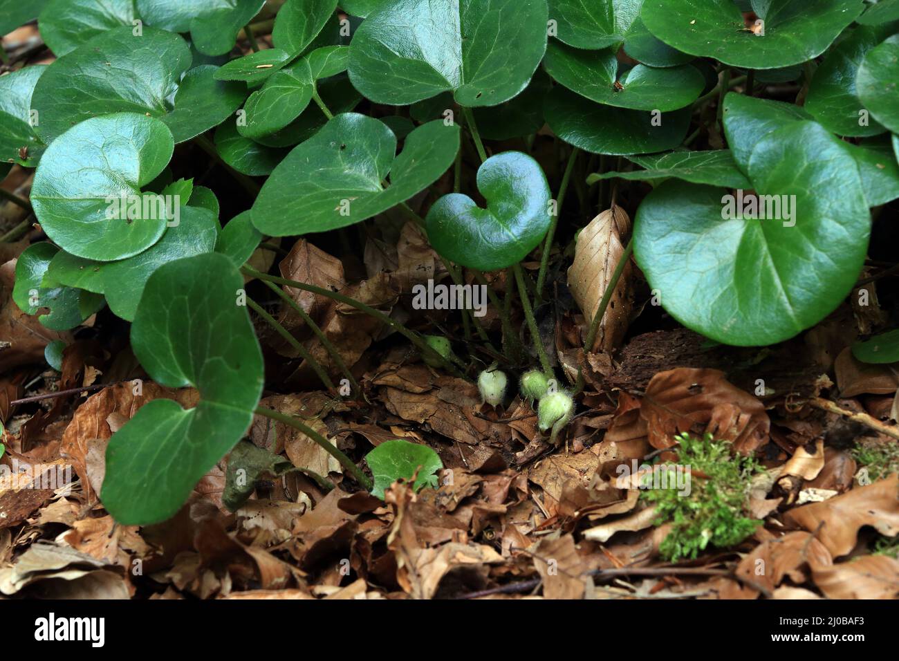 Asarabacca, Haselwort, Blume, Asarum europaeum Stockfoto